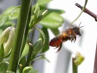 Blattschneiderbiene [Megachile willughbiella] 04